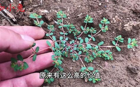 花生草|花生草的功效与作用及禁忌